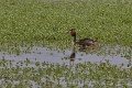 Grebe huppe-02